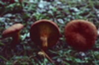 Phylloporus rhodoxanthus image
