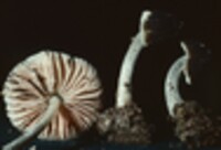 Pluteus thomsonii image