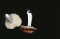 Russula aurantiolutea image