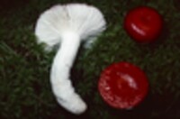 Russula emetica image