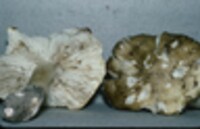 Tricholoma sejunctum image