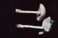 Volvariella pusilla image