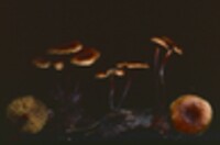 Xeromphalina cauticinalis image