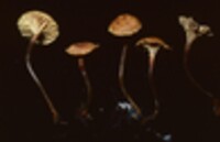 Xeromphalina cauticinalis image