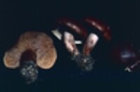 Tricholoma imbricatum image
