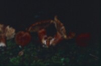 Lactarius rufus image