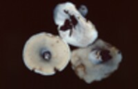 Lactarius subvellereus image
