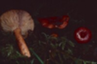 Lactarius substriatus image