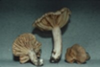 Lactarius subplinthogalus image