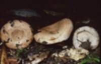 Lactarius subvillosus image