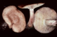 Lactarius vinaceorufescens image