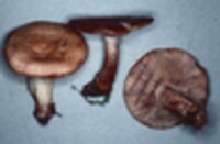 Lactarius vinaceorufescens image