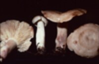 Lactarius vinaceorufescens image