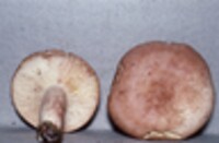 Lactarius vinaceorufescens image