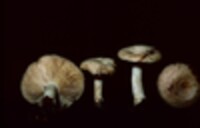 Lactarius chrysorrheus image