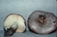 Lactarius argillaceifolius image