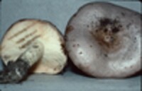 Lactarius argillaceifolius image