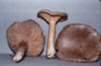 Lactarius helvus image