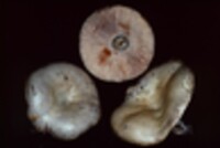 Lactarius chelidonium image