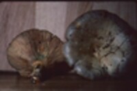 Lactarius chelidonium image