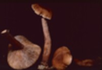 Lactarius camphoratus image