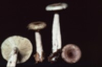 Lactarius cinereus image