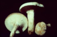 Lactarius furcatus image