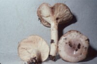 Lactarius depressus image