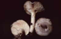 Lactarius depressus image
