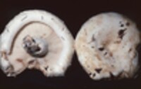 Lactarius deceptivus image