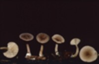 Lactarius griseus image