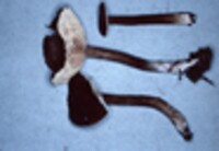 Lactarius lignyotus image