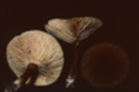 Lactarius lignyotus image