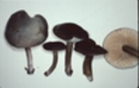 Lactarius lignyotus image