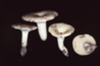 Lactarius maculatipes image