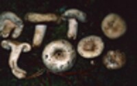 Lactarius pubescens image