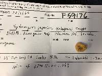 Hydnocystis japonica image