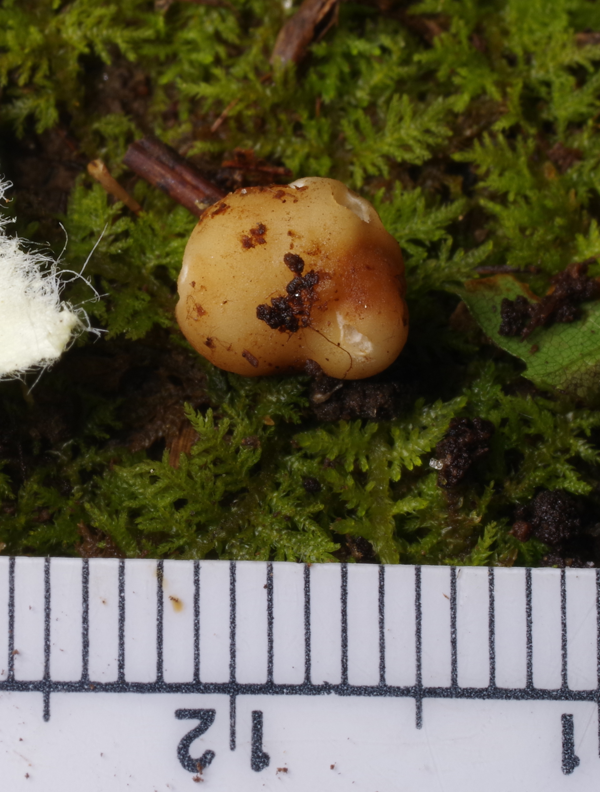 Tuber separans