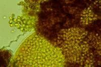 Trichobolus zukalii image