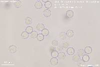 Pulvinula laeterubra image