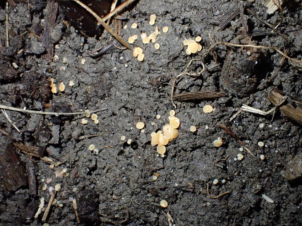 Pulvinula thumbnail