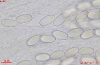 Pseudombrophila cervaria image
