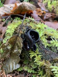 Pseudoplectania melaena image