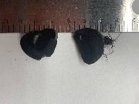 Pseudoplectania melaena image