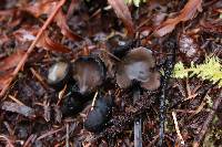 Pseudoplectania melaena image
