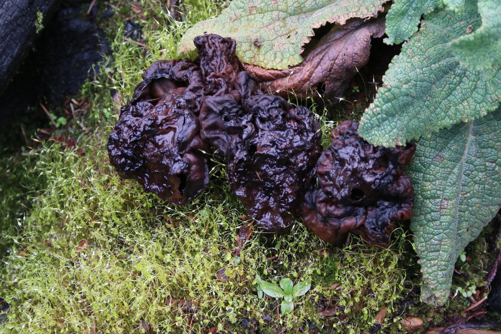 Gyromitra ambigua thumbnail
