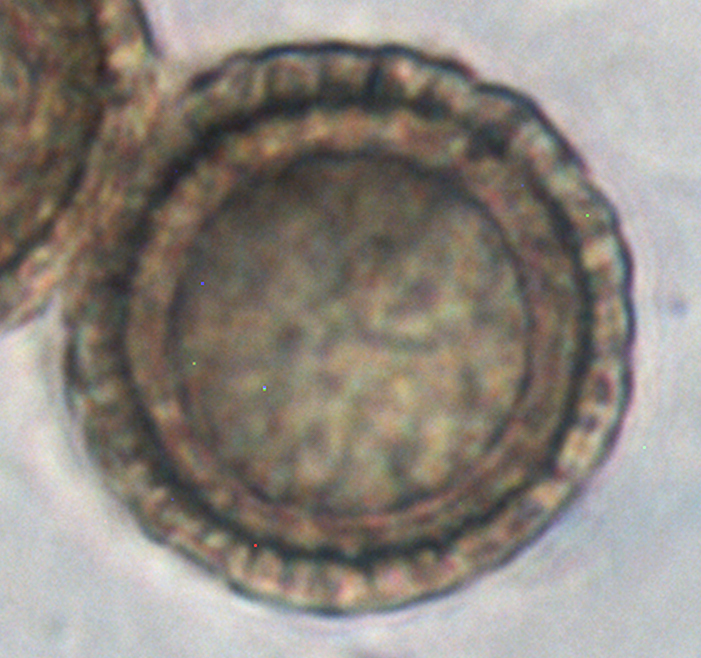 Amylascus thumbnail