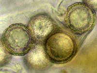 Image Associated With the Occurrence