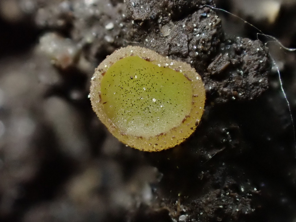 Ascobolus denudatus thumbnail