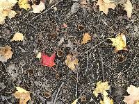 Image Associated With the Occurrence